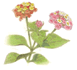 SA Lantana